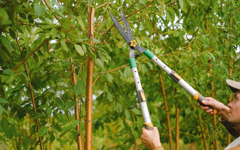 Tree trimming in Longmont, CO